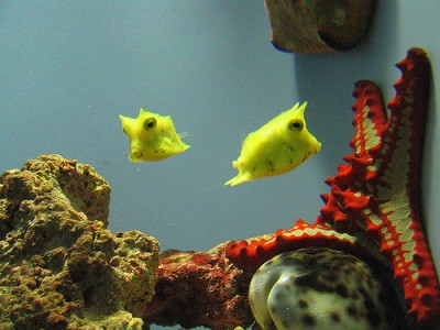 Cowfish While not OUR cowfish, our new cowfish looks like this (originally uploaded by <a href=