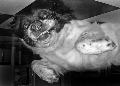 upside_down_dog Upside Down Dog