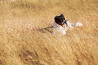 Sydney liked the high grass. She also laid down for me when I asked for this shot. Good dog!