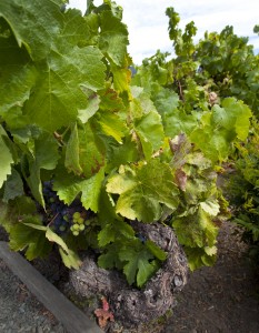 Typical gnarled Zinfandel vine. This is a head-pruned vine, making it look far different than the training styles normally seen in Oregon. It's self-supporting. An old style. Good for hotter/sunnier climates.